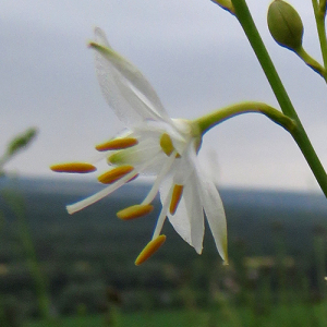 Photographie n°2490445 du taxon Anthericum ramosum L.