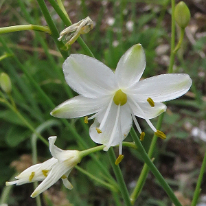 Photographie n°2490446 du taxon Anthericum ramosum L.