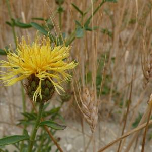 Photographie n°2490464 du taxon Centaurea collina L. [1753]