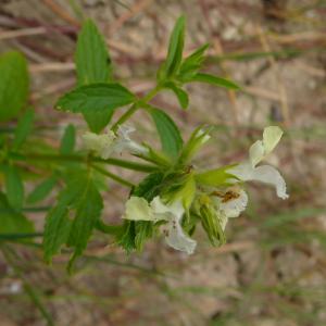 Photographie n°2490467 du taxon Stachys annua (L.) L. [1763]