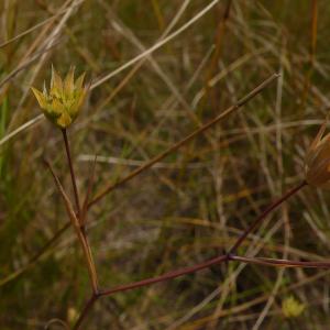 Photographie n°2490471 du taxon Bupleurum baldense Turra