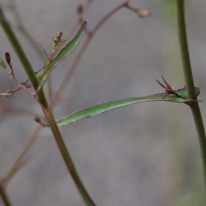 Photographie n°2490477 du taxon Lactuca muralis (L.) Gaertn. [1791]