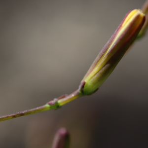 Photographie n°2490480 du taxon Lactuca muralis (L.) Gaertn. [1791]