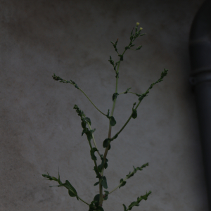 Photographie n°2490496 du taxon Lactuca serriola L. [1756]