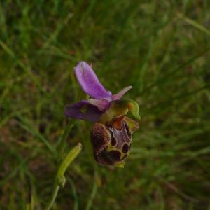 Photographie n°2490528 du taxon Ophrys aegirtica P.Delforge [1996]