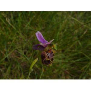 Ophrys aegirtica P.Delforge (Ophrys)