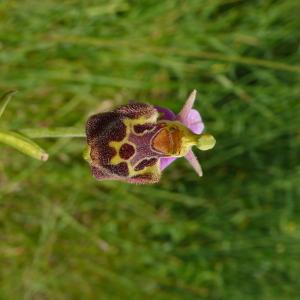 Photographie n°2490529 du taxon Ophrys aegirtica P.Delforge [1996]
