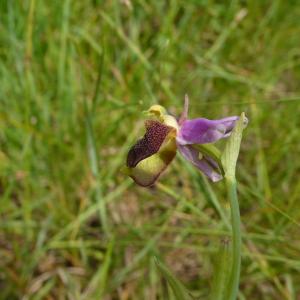 Photographie n°2490531 du taxon Ophrys aegirtica P.Delforge [1996]