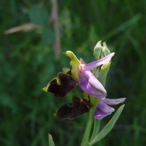 Photographie n°2490533 du taxon Ophrys aegirtica P.Delforge [1996]