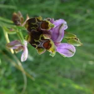 Photographie n°2490534 du taxon Ophrys aegirtica P.Delforge [1996]