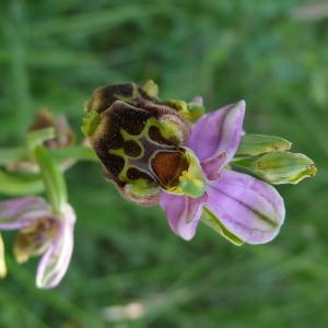 Photographie n°2490535 du taxon Ophrys aegirtica P.Delforge [1996]