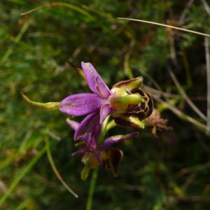 Photographie n°2490536 du taxon Ophrys aegirtica P.Delforge [1996]