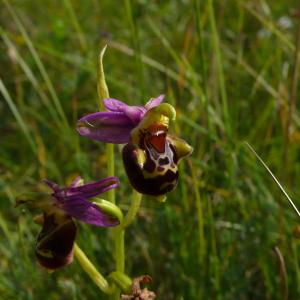 Photographie n°2490537 du taxon Ophrys aegirtica P.Delforge [1996]