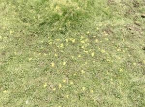 Philippe  DABROWSKI , le 28 juin 2021 (Casamaccioli)