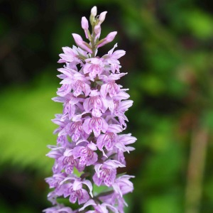 Photographie n°2490563 du taxon Dactylorhiza fuchsii (Druce) Soó [1962]