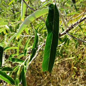 Photographie n°2490615 du taxon Elaeagnus angustifolia L. [1753]