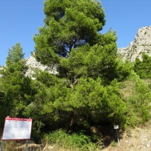 Photographie n°2490628 du taxon Pinus halepensis Mill. [1768]