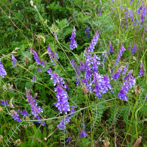 Photographie n°2490637 du taxon Vicia villosa subsp. varia (Host) Corb.