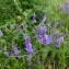  Dominique Remaud - Vicia villosa subsp. varia (Host) Corb.