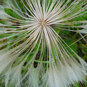 Photographie n°2490646 du taxon Tragopogon dubius Scop.