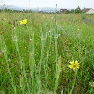 Photographie n°2490647 du taxon Tragopogon dubius Scop.