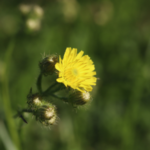 Photographie n°2490719 du taxon Crepis setosa Haller f. [1797]