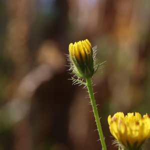 Photographie n°2490720 du taxon Crepis setosa Haller f. [1797]