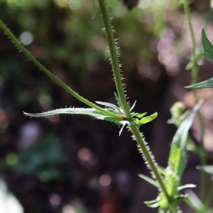 Photographie n°2490721 du taxon Crepis setosa Haller f. [1797]