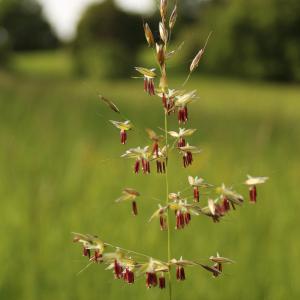 Avena elatior var. flavescens Nielsen ex Lange (Fenasse)