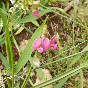Photographie n°2490733 du taxon Lathyrus sylvestris L. [1753]