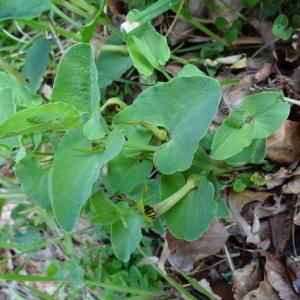  - Aristolochia pallida Willd. [1805]