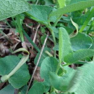  - Aristolochia pallida Willd.