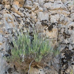 Photographie n°2490757 du taxon Lavandula angustifolia Mill. [1768]