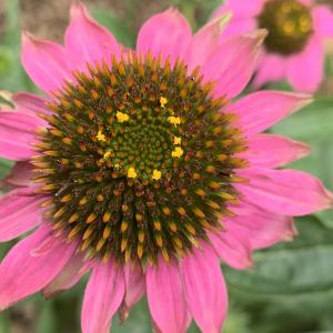 Photographie n°2490780 du taxon Echinacea purpurea (L.) Moench [1794]