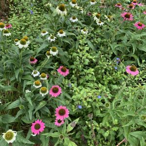 Photographie n°2490784 du taxon Echinacea purpurea (L.) Moench [1794]