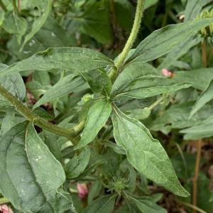 Photographie n°2490790 du taxon Echinacea purpurea (L.) Moench [1794]