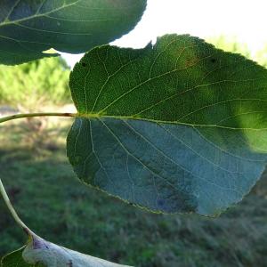 Photographie n°2490817 du taxon Alnus cordata (Loisel.) Duby [1828]