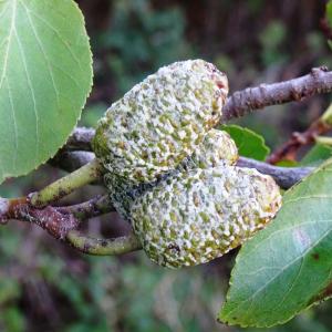 Photographie n°2490820 du taxon Alnus cordata (Loisel.) Duby [1828]