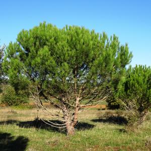 Photographie n°2490826 du taxon Pinus halepensis Mill. [1768]
