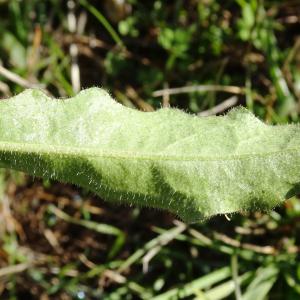 Photographie n°2490837 du taxon Picris hieracioides L. [1753]