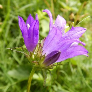 Photographie n°2490839 du taxon Campanula glomerata subsp. glomerata