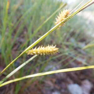 Photographie n°2490845 du taxon Carex vesicaria L. [1753]