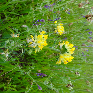 Photographie n°2490847 du taxon Anthyllis vulneraria L.