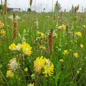 Photographie n°2490848 du taxon Anthyllis vulneraria L.