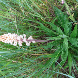 Photographie n°2490855 du taxon Orobanche picridis F.W.Schultz