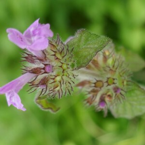 Photographie n°2490877 du taxon Clinopodium vulgare L. [1753]