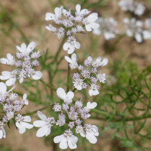 Photographie n°2490896 du taxon Coriandrum sativum L. [1753]