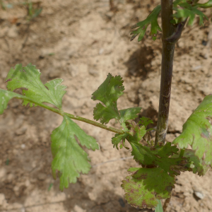 Photographie n°2490905 du taxon Coriandrum sativum L. [1753]