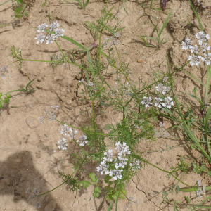 Photographie n°2490907 du taxon Coriandrum sativum L. [1753]