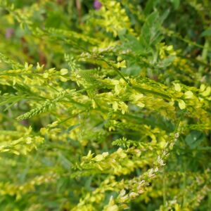 Photographie n°2490938 du taxon Trigonella officinalis (L.) Coulot & Rabaute [2013]